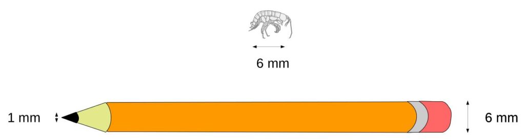 Comparaison de la taille d'un crayon de papier et du crustacé Crangonyx islandicus