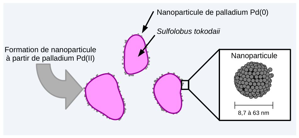 Formation de bionanoparticules par Sulfolobus tokodaii.