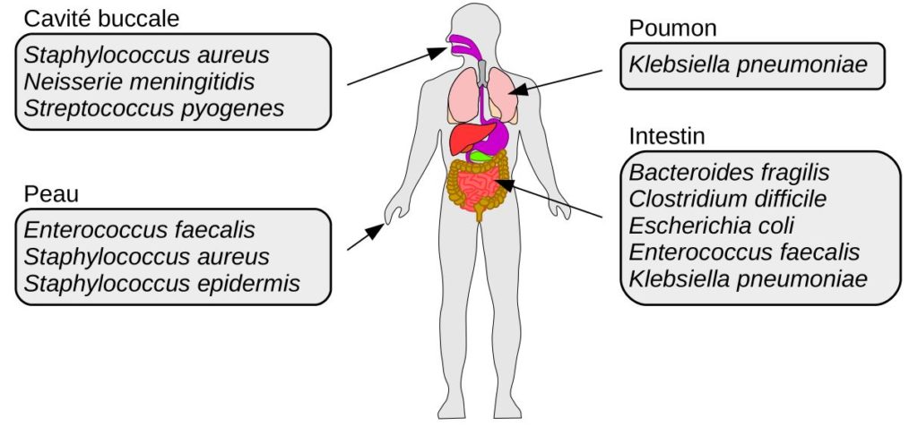 Exemples de bactéries pathogènes opportunistes et des organes où on peut les trouver