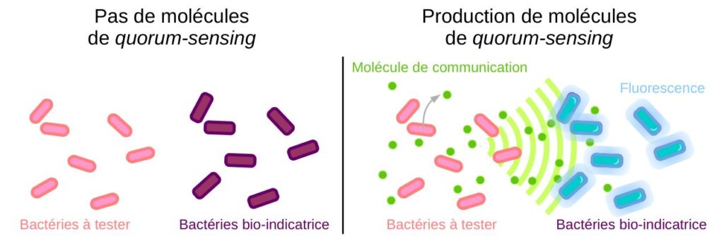 Détection de molécules de quorum-sensing via une bactérie bio-indicatrice.