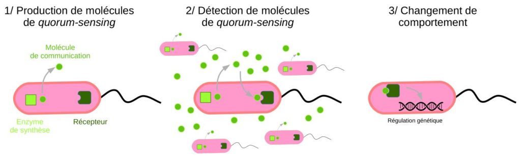 Schéma montrant les étapes du quorum-sensing.