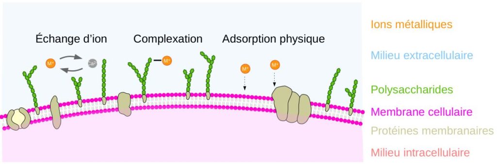 Schéma d'une membrane cellulaire et de la bioadsorption.