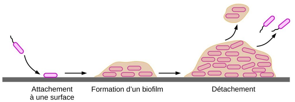 Schéma de la formation d'un biofilm.