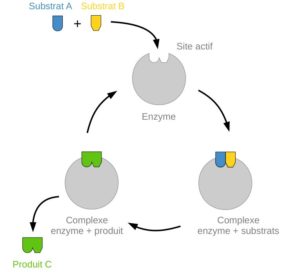 Schéma enzyme