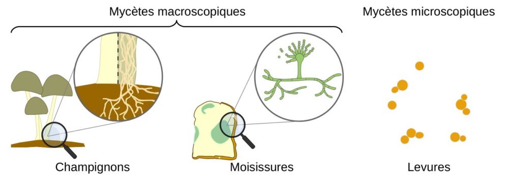 Schéma comparant les mycètes micro- et macro-scopiques