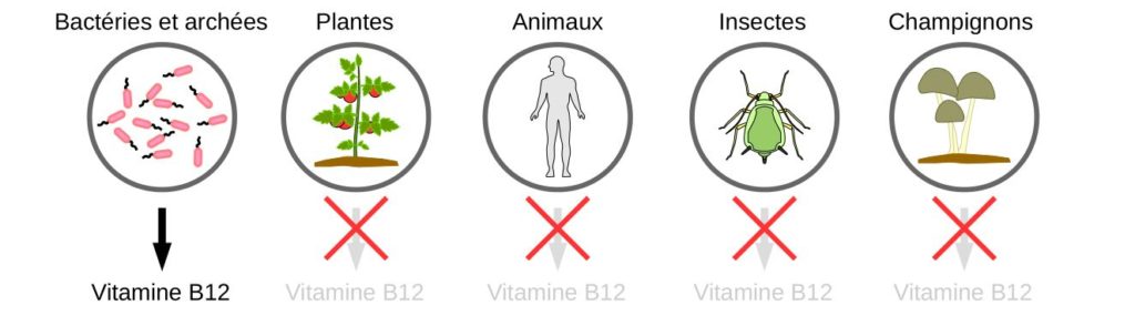 Seuls les bactéries et archées produisent de la vitamine B12