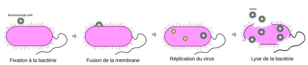 Schéma simplifié du cycle cellulaire du bactériophage phi6. 