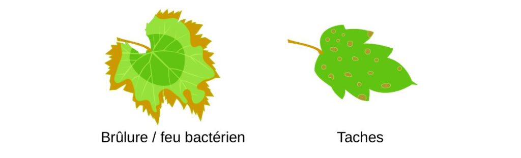 Schéma de feuilles avec des symptômes d'infection microbienne.
