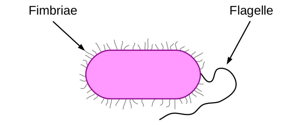 Schéma comparant des fimbriae et un flagelle sur une bactérie
