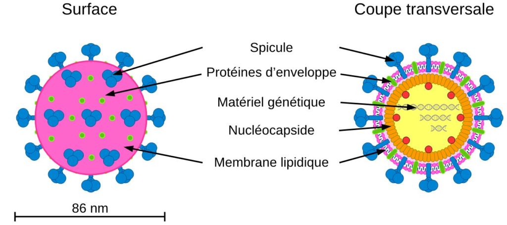 Schéma de la capside du bactériophage phi6. 