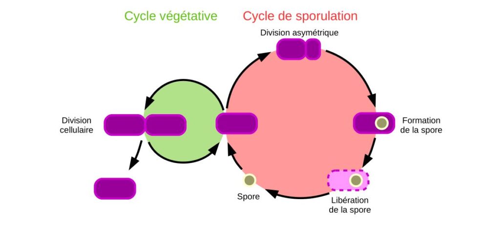 Schéma du cycle végétatif et du cycle de sporulation