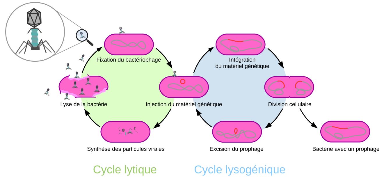 Bactériophage - Sous Le Microscope