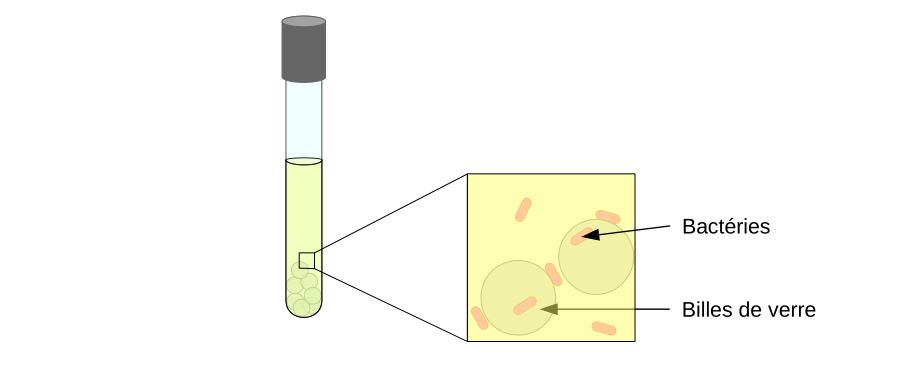 Tube à essai contenant un milieu de culture liquide avec à l'intérieur des billes de verre.