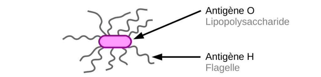 Schéma d'une bactérie avec un antigène O (LPS) et H (flagelle).