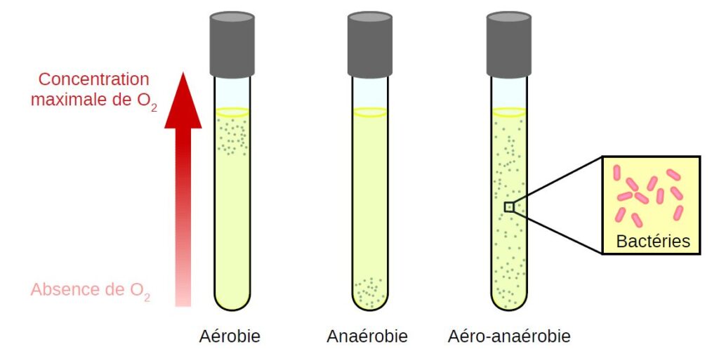 Comparaison du développement de bactéries aérobie, anaérobie ou aéro-anaérobie.