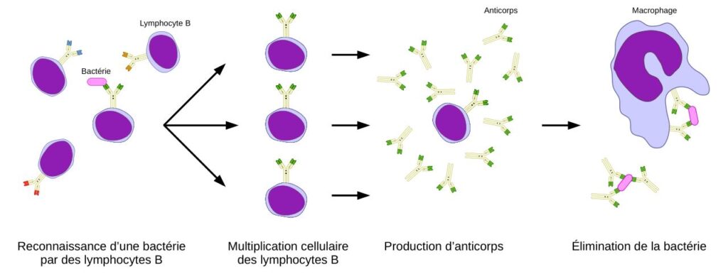 Schéma simplifié de la production d'anticorps.