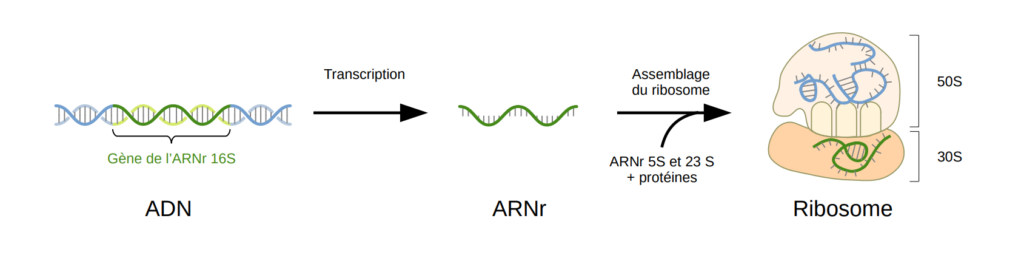 Schéma d'un ribosome contenant l'ARNr 16S.