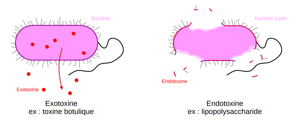 Endotoxine et exotoxine