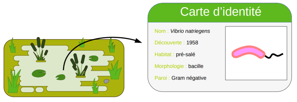 Carte d'identité de Vibrio natriegens